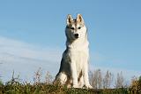 SIBERIAN HUSKY 761
